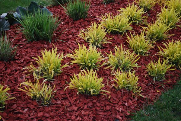 Red Mulch Installation in Sun City West