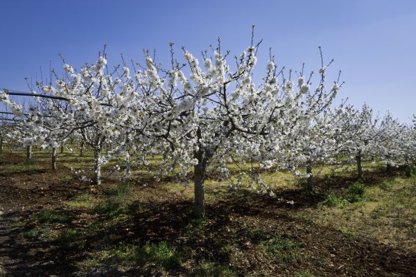 Orchard Planting in Sun City West