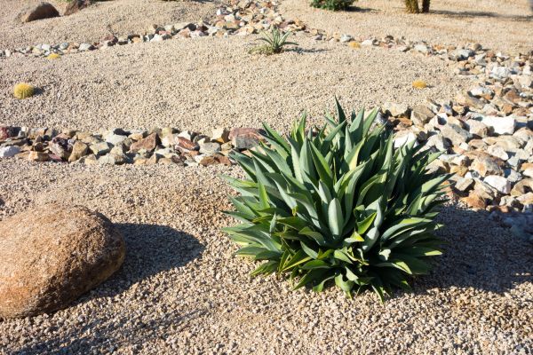 Xeriscaping Service in Sun City West