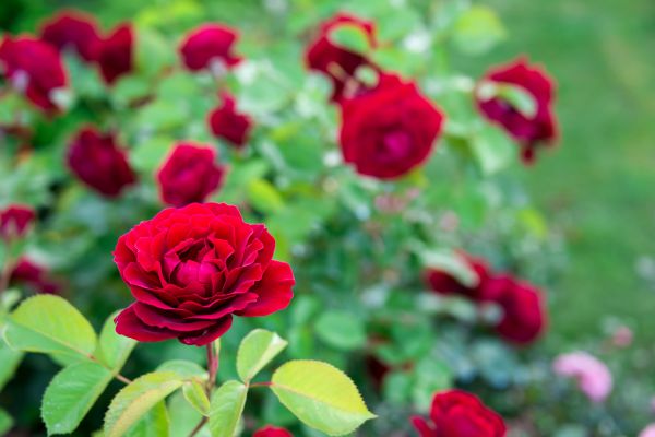 Rose Planting in Sun City West