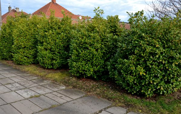 Privacy Shrub Installation in Sun City West
