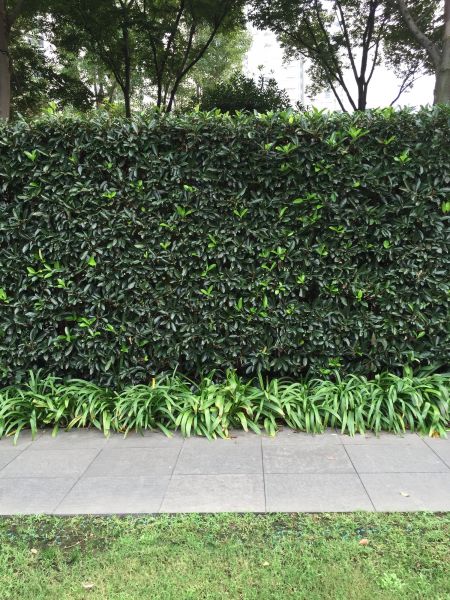 Privacy Shrub Planting in Sun City West