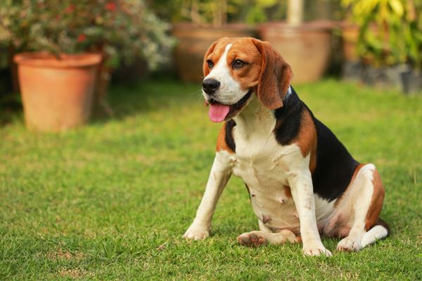 Dog Friendly Landscaping in Sun City West