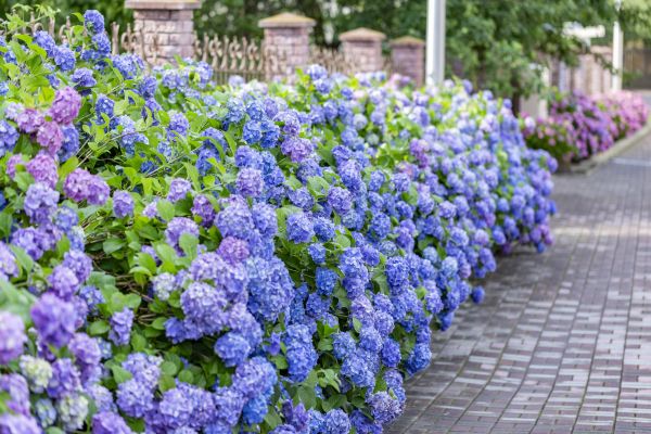 Hydrangea Landscaping in Sun City West