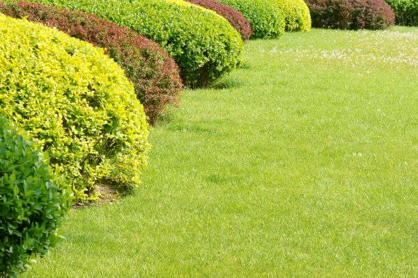 Shrubbery Planting in Sun City West
