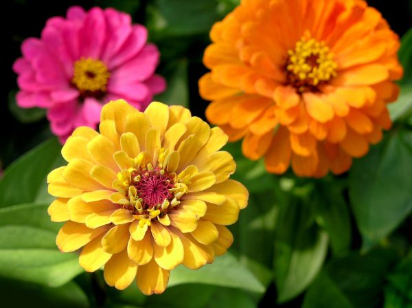 Zinnia Planting in Sun City West