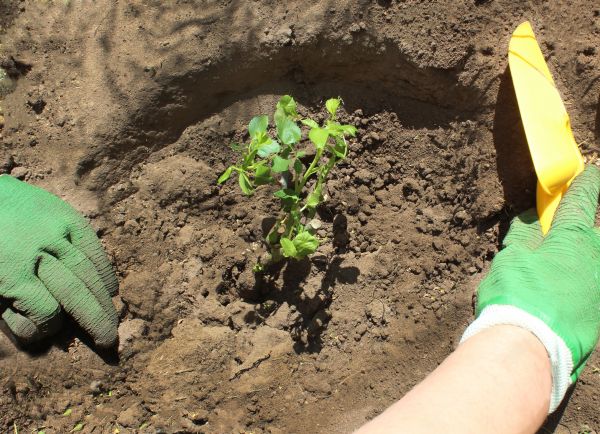 Rose Bush Planting in Sun City West