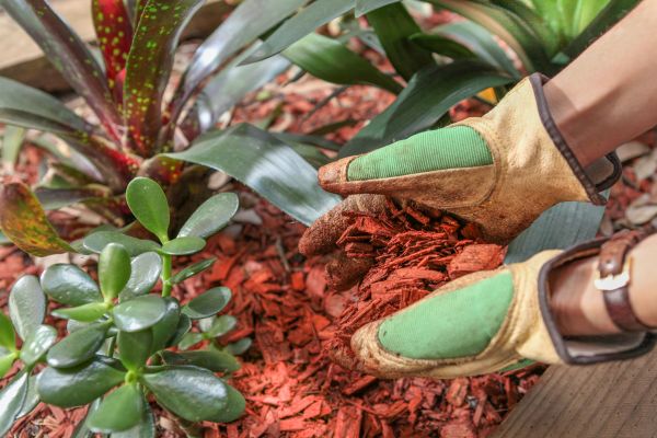 Residential Mulching in Sun City West