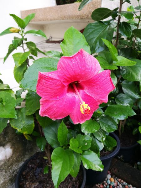 Hibiscus Planting in Sun City West