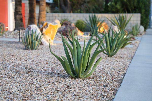Drought Resistant Landscaping in Sun City West