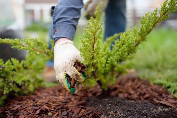Church Mulching in Sun City West