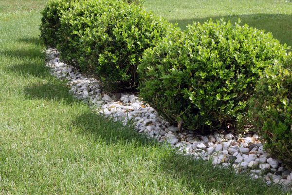 Boxwood Planting in Sun City West