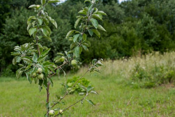 Apple Tree Planting in Sun City West