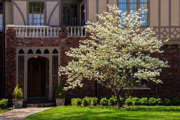 Dogwood Tree Planting in Sun City West