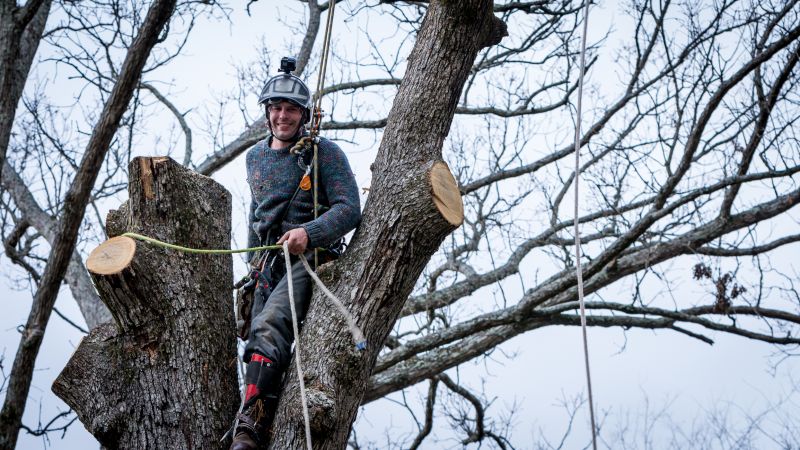 Arborist Tree Service detail