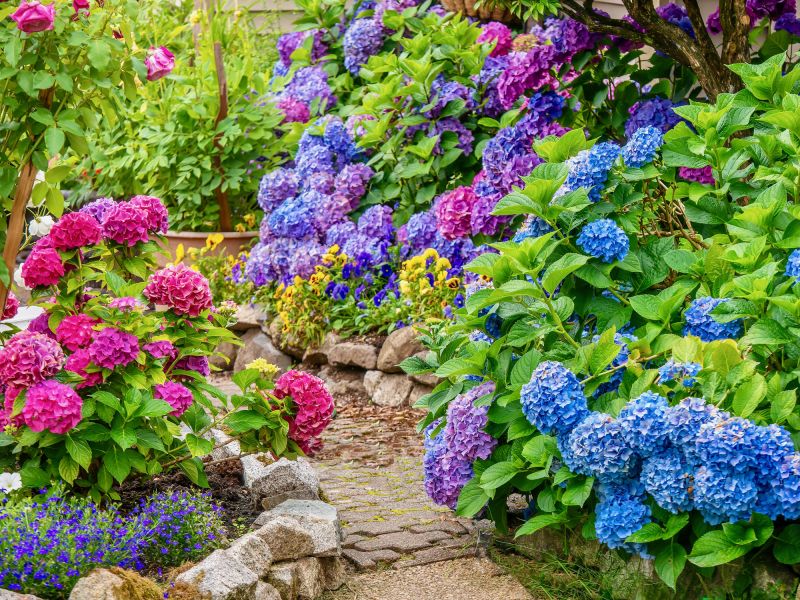 Hydrangea Landscaping