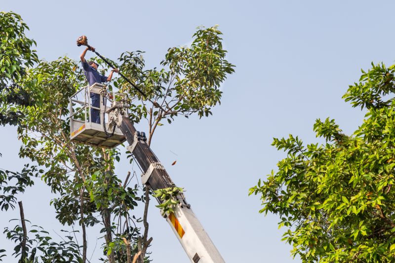 Tree Straightening Service